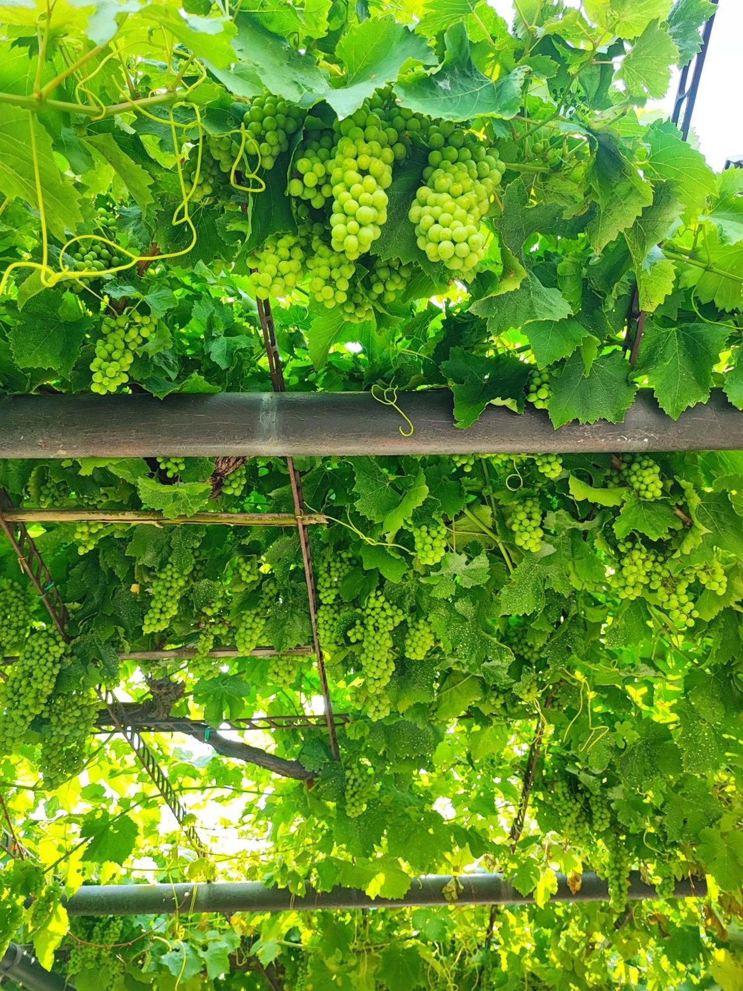 Apartment Wine & Olive Oil Mofardin Копер Екстер'єр фото